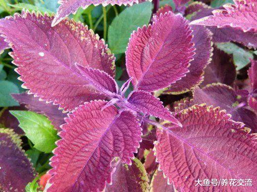 适合新手养在室内的8种盆栽植物, 对猫狗没有毒性的花卉