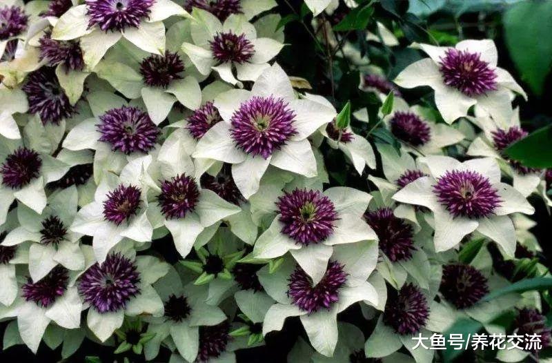 冬季养在院子里也能保持翠绿的耐寒植物, 零下十多度都能存活