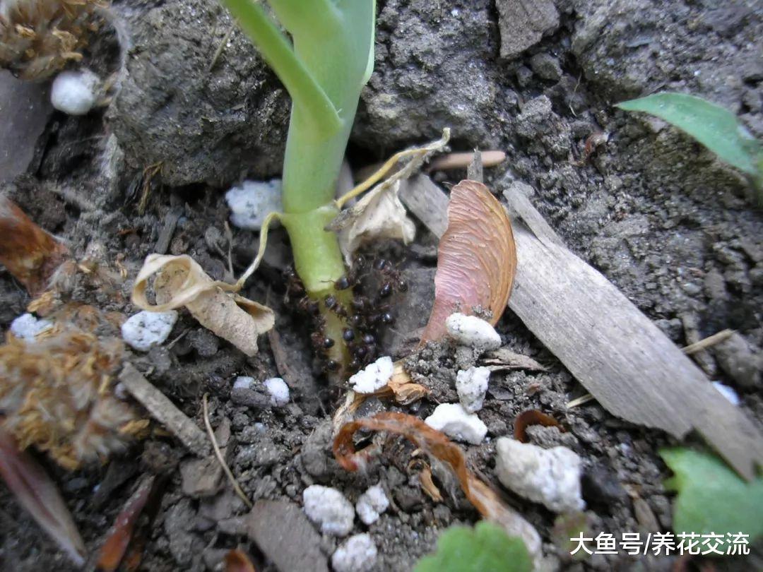 用这些方法都能很容易赶走蚂蚁, 避免祸害植物花卉