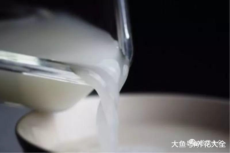 刚买的月季就黄叶? 给它补点营养, 花芽蹭蹭往外冒!