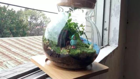 这些植物养在玻璃箱里能美出天际, 看一眼绝对忘不掉!