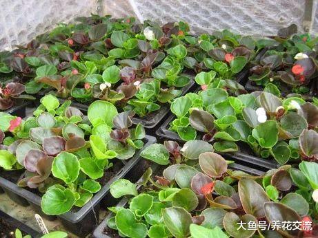 这种可以四季开花的秋海棠养护简单, 在室内养着就能生长
