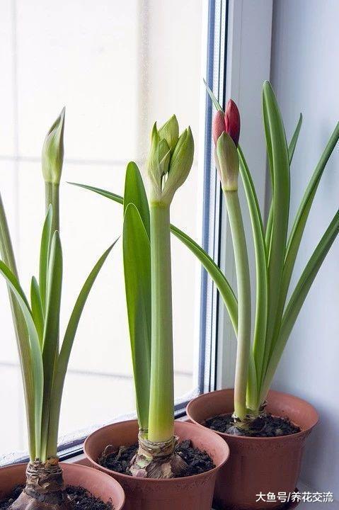 朱顶红的花朵凋谢之后, 如何重新焕发生机?