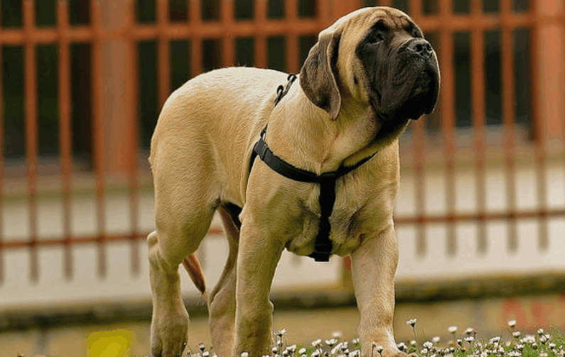 世界十大最大的狗 娱乐资讯 存满娱乐网