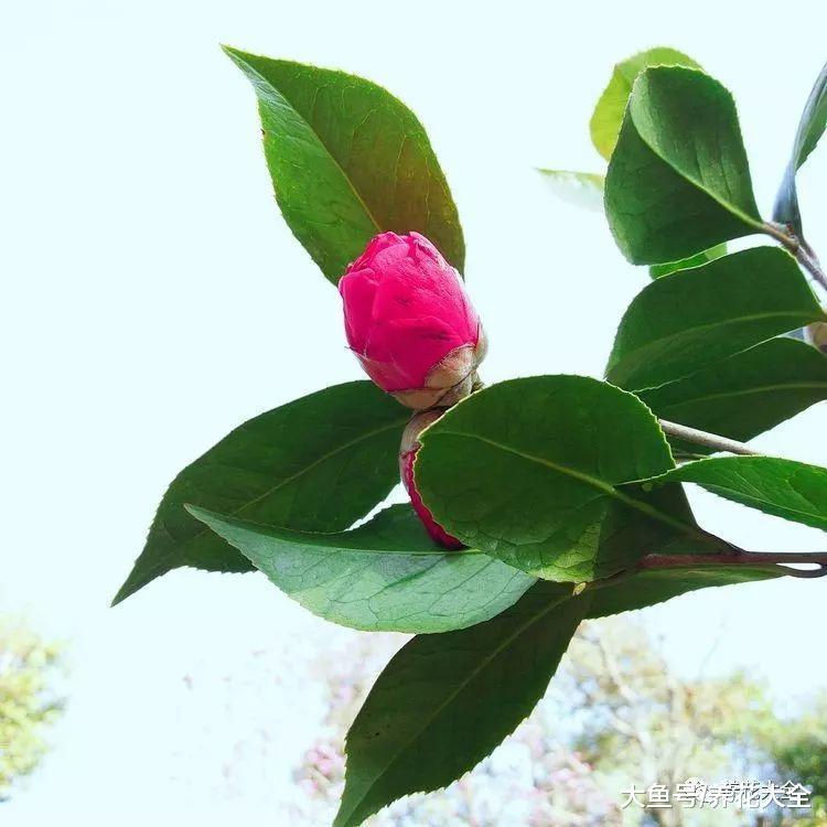 茶花这么养, 花蕾呼呼往外冒, 花朵越来越水灵!