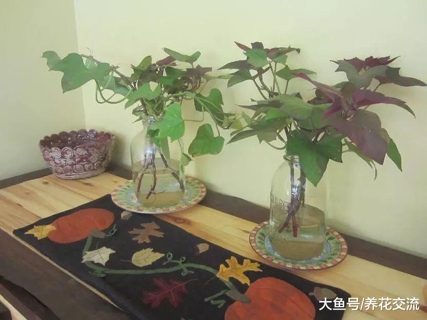 在窗台上就能够很好地栽培的观赏红薯, 叶子还能够水培盆栽植物