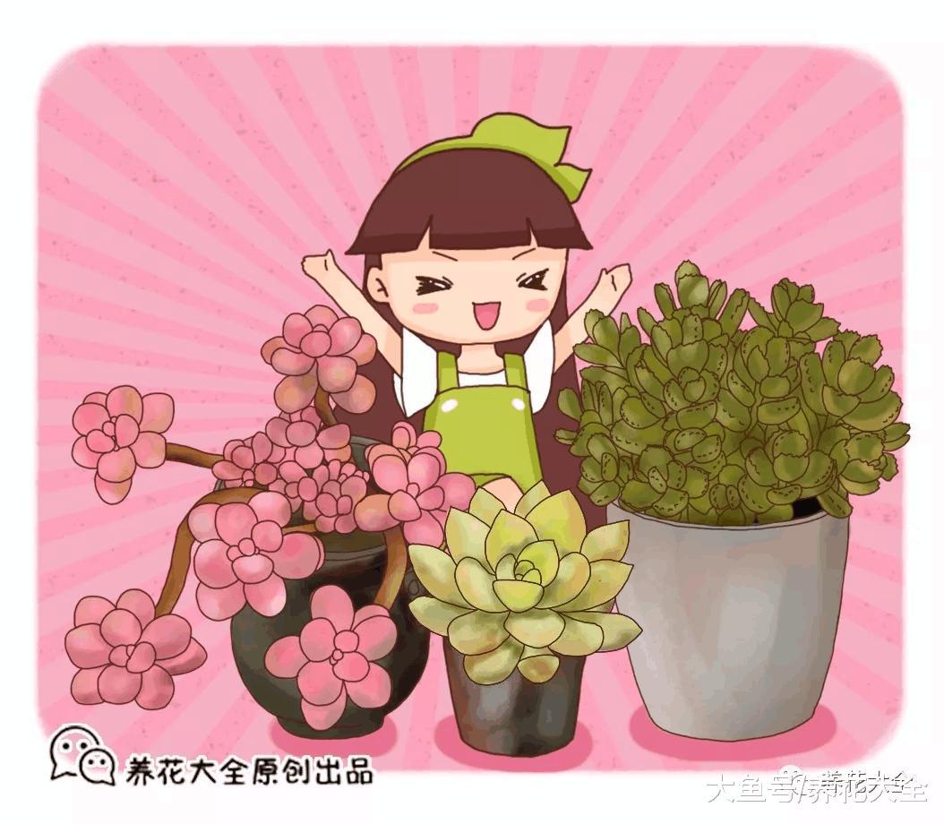 春天就养这18种多肉, 财运福运桃花运好运爆