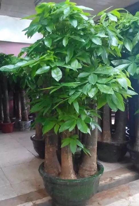 再难养的花, 也有养不死的办法, 就看你浇什么水!