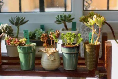 年前买回来的多肉烂根、枯萎不要扔, 这样处理就恢复健康啦!