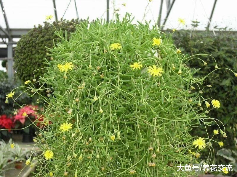 适合养在室内的紫玄月盆栽, 叶子一串串的垂盆多肉植物