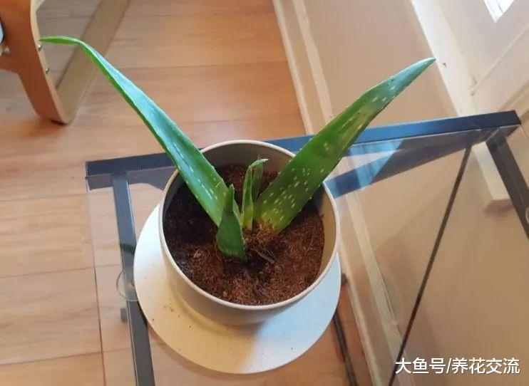 室内这样养盆栽植物才不会死, 10个老园丁都不一定掌握的技巧