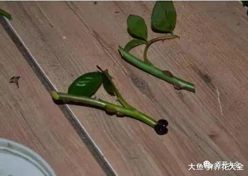 扦插不成活? 那就用块花泥, 方法简单生根快!