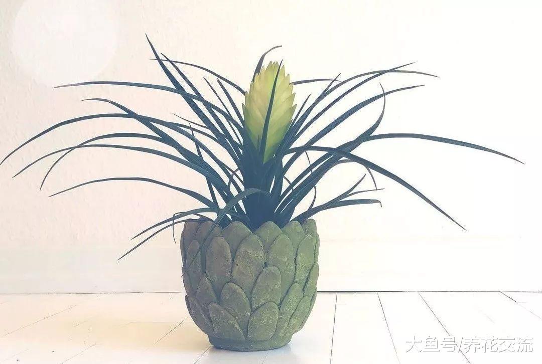 紫凤梨的花朵变绿之后很快就会枯萎, 这个是什么状况呢?