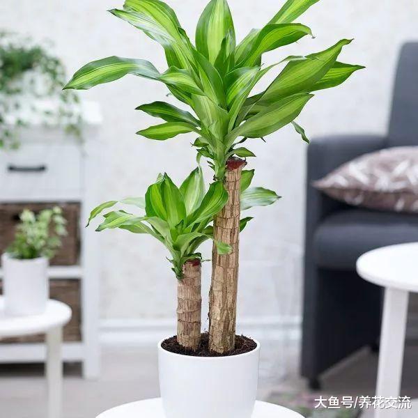 你喜欢的懒人植物都在这里, 这些盆栽几个月不浇水也能存活