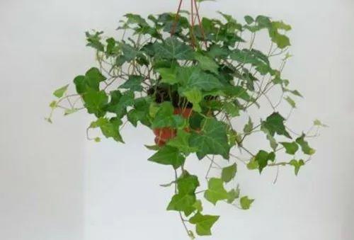 这些常年绿油油的垂吊植物, 养一盆在家里, 如同养了个瀑布!