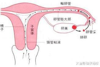 某“碱X宝”网上卖的火热, 真的是生男孩神器吗?