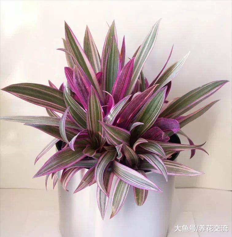 适合水培或土培养护的蚌兰, 能够开出珍珠一般的花朵