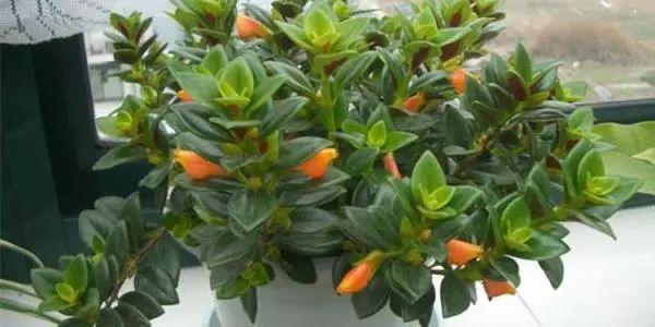 长在树上的金鱼, 你们见过吗? 可比水里的金鱼好养多了!