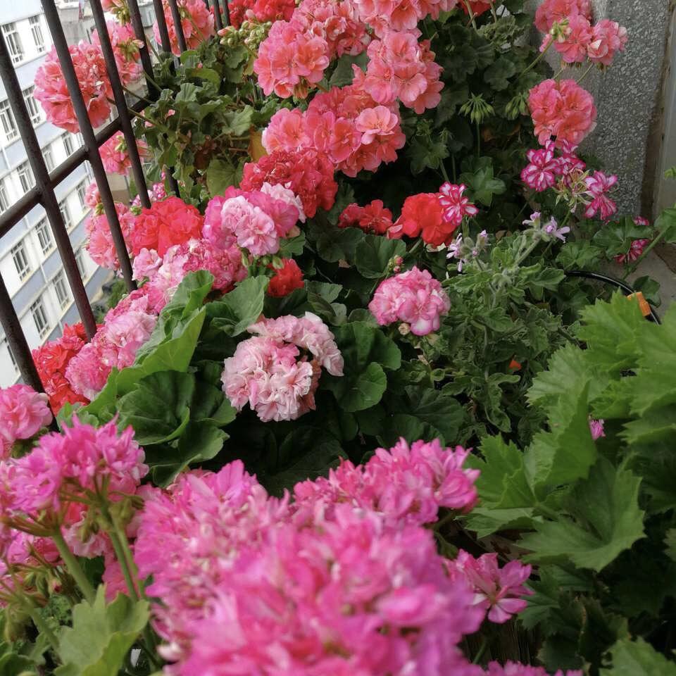 养4种“冬季花”, 只要1根枝, 养1年变盆栽, 家里开成“小花园”