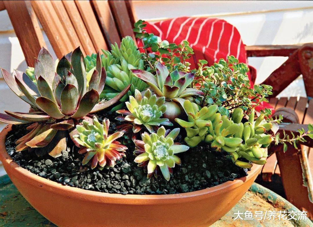 特别耐旱的一些室内植物, 养在办公室桌面上就是不错的选择