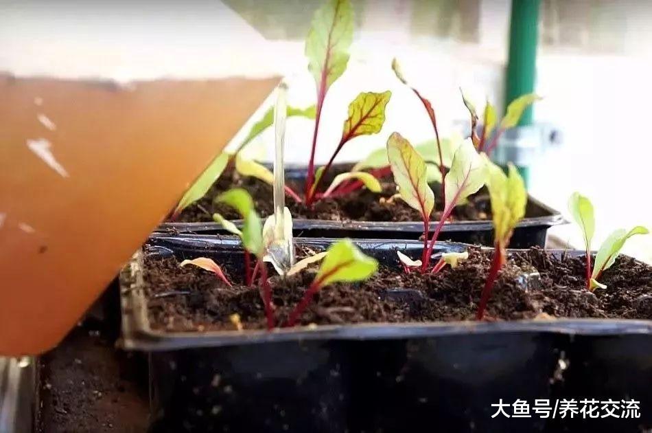 用这种方法就能将堆肥土制作成有机液肥, 就不用化学肥料了