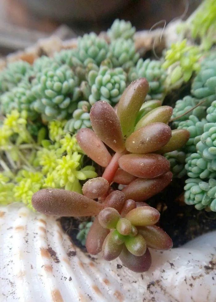 天一热多肉就招虫, 给它擦点这个, 蚂蚁虫子全没了!