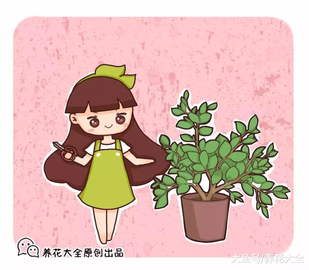 栀子月季咔嚓1刀, 花苞多到爆, 枝都压弯了!