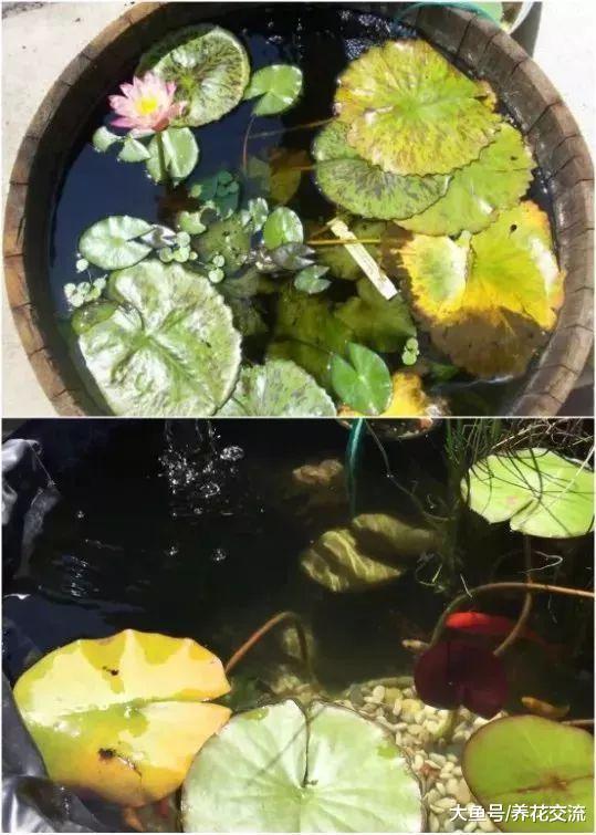 这些迷你的水池花园用花盆或水缸都可以制作, 摆放在院子格外清新