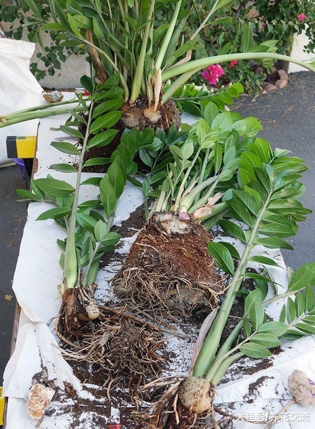 长了几年的金钱树盆栽, 一盆轻松变三盆