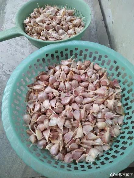 油桶戳个洞, 10天就变小菜园, 一年不用买菜了!