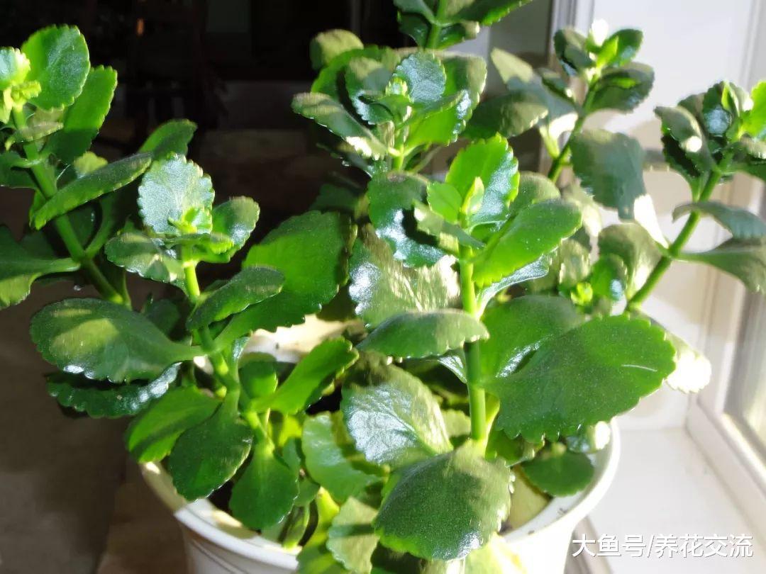 长寿花的叶子变软的正确处理方法, 保持每年冬春季节开花