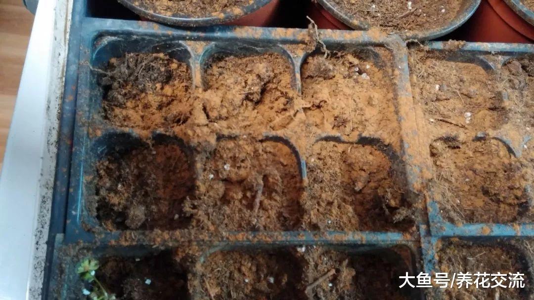 肉桂用来养花的6大好处, 从幼苗到枝条扦插都可以用上