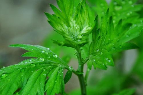 他三伏天连续用艾草泡脚, 7天后身体试试有奇怪的变化!