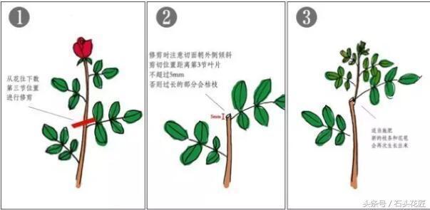 盛花期过后的月季, 经过这么一打理, 两周后又是盛花期