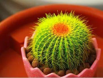 这几种植物千万不要给它们的叶片浇水, 浇了立马挂掉!