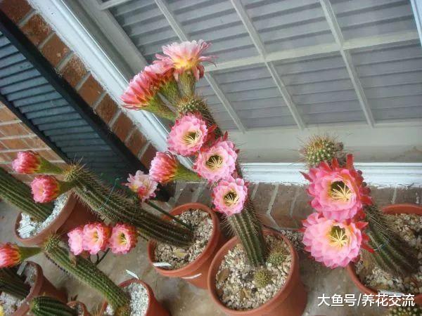 7种容易开花的仙人掌盆栽, 新手也能轻松养出好看的花朵