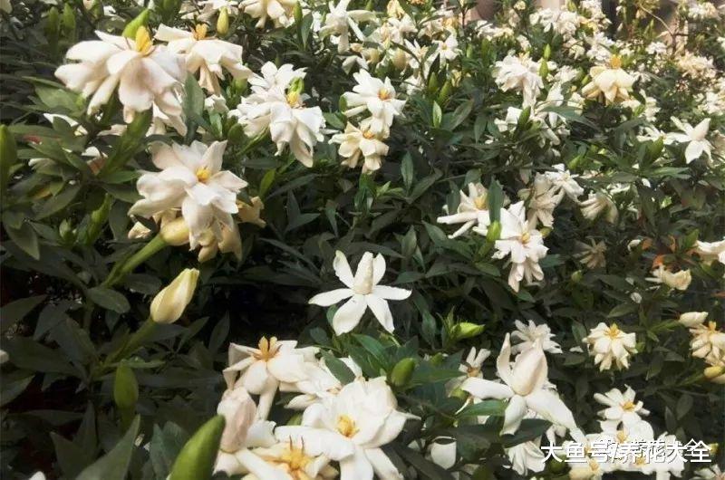 家里养一盆兰花, 学会这3招, 一开就是大半年!