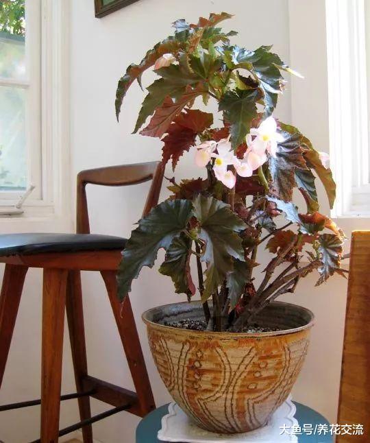 用这7种方法在室内养护秋海棠盆栽, 四季都可以保持开花