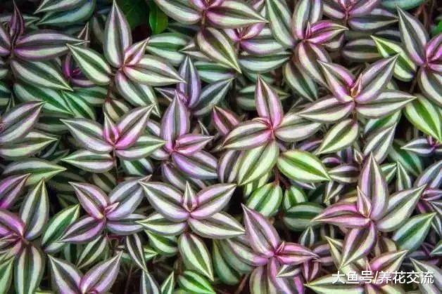 这些植物养在家里都能够快速生长, 开花还特别好看
