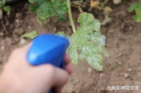 养薄荷植物的精油还有这么多园艺作用, 用来养花特别棒
