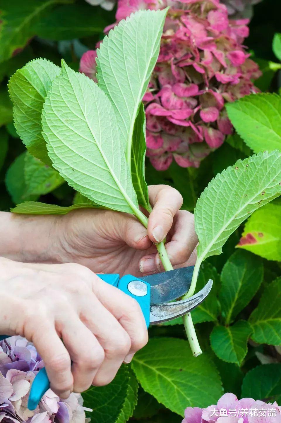 快速得到多盆绣球花, 只要掌握这种枝条扦插方法就行了