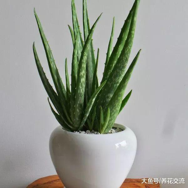 新手很适合养着几种特别难养死的室内植物, 养成靓丽的盆栽绿植