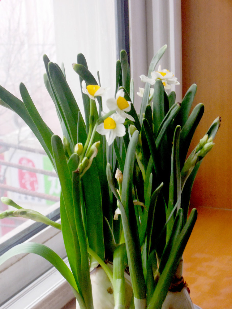 水仙不肯长? 外面裹张纸, 不用几天长出大白根!