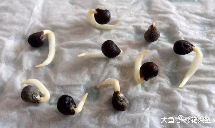 秋葵不用买, 自己在家种一盆, 多到吃不完!