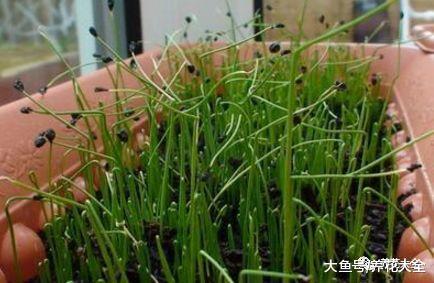 韭菜不用买, 自己在家就能种, 好吃又健康!