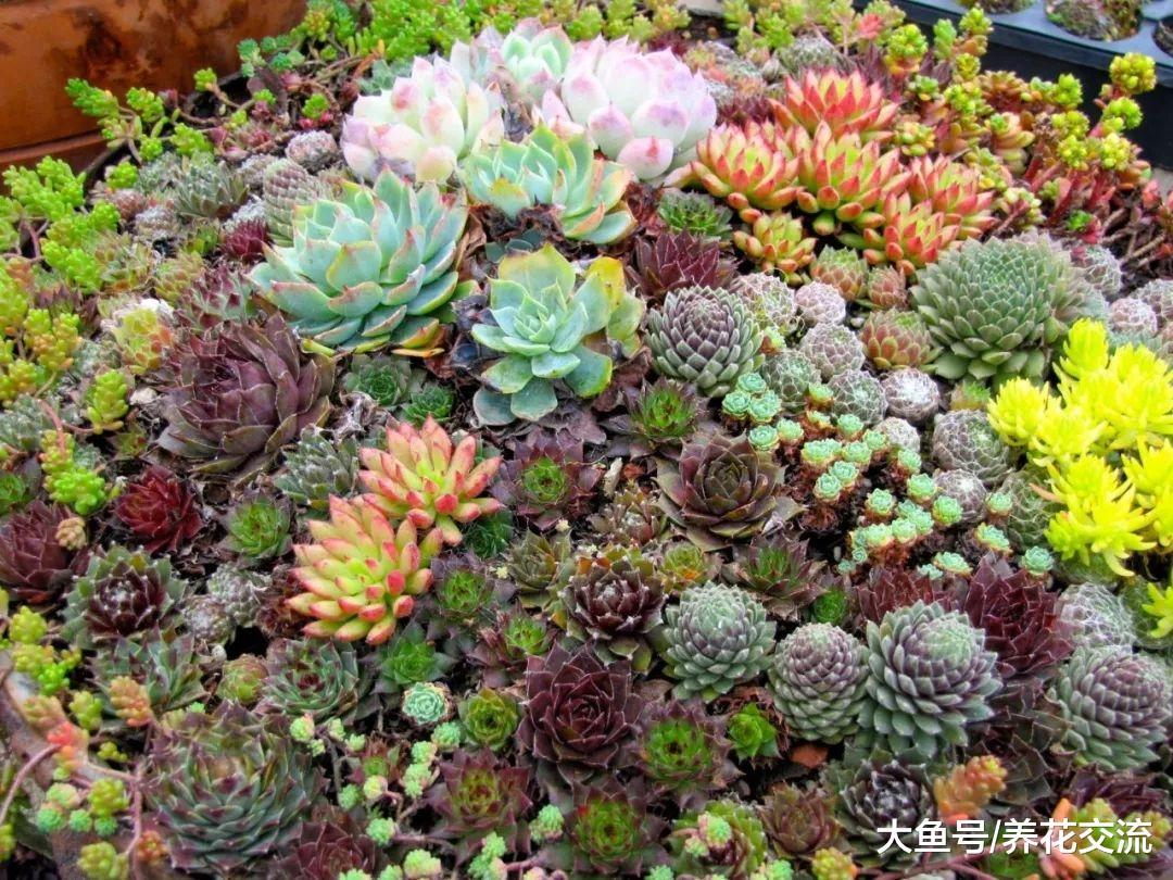 栽种在花盆里面的多肉怎么养才能变色, 要注意什么技巧?