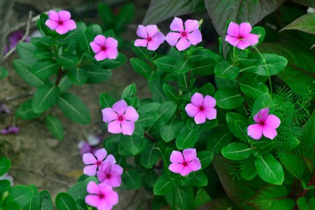 阳台种这“3种”花, 耐养香气扑鼻, 不小心养成一片“花海”!