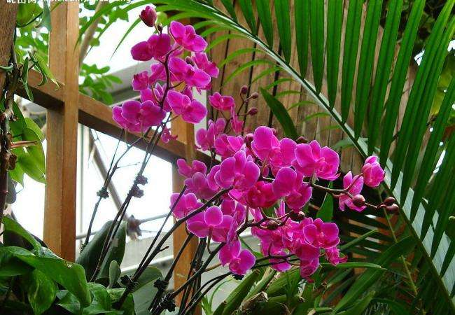 养“蝴蝶兰”, 用这“体液”兑上水, 花芽蹿满枝!