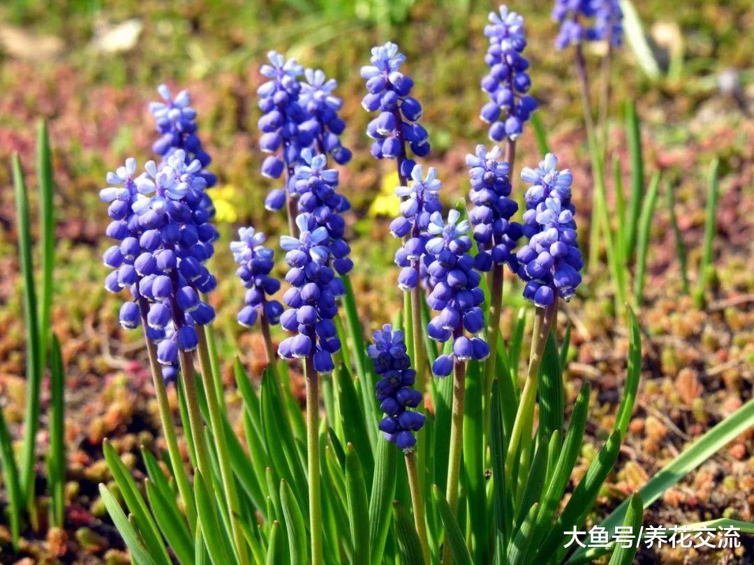 草坪种上这些球茎花卉, 没想到这么好看
