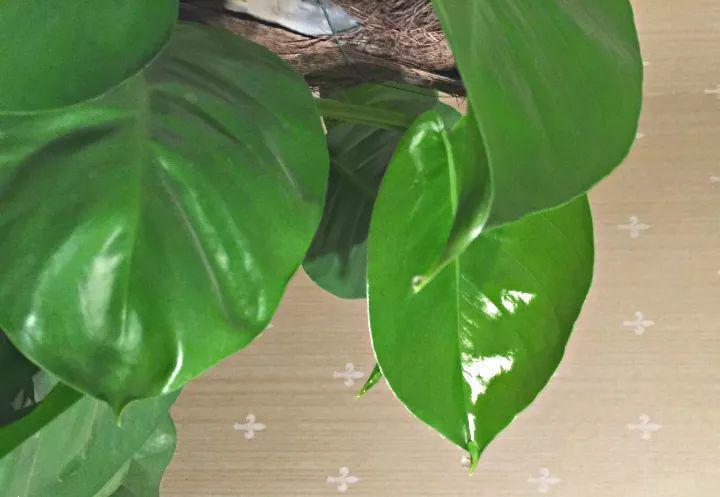 绿萝叶子哗哗冒水珠, 要是还不控制浇水, 黄叶烂根就不远了!